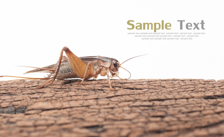 Gryllidae on wood,Text Spaceの写真素材