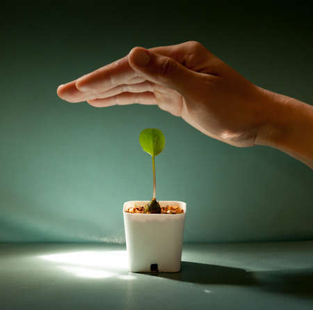 Human hands protecting young green plant on the color leather surface backgroundの写真素材