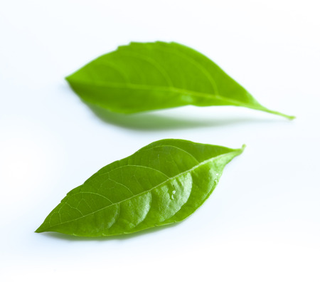 basil leaves isolated on white backgroundの写真素材