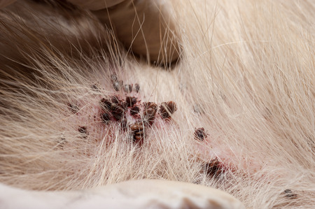 Dog tick bloodsucking insectの写真素材