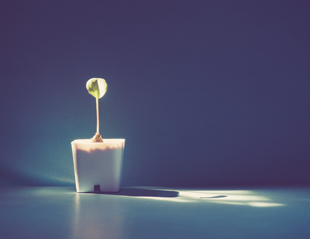 Plant in a pot on the color leather surface background,vintage color toned imageの写真素材