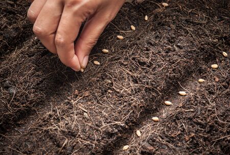 Hand seeding for planting  into soil,Wheatgrass Seeds