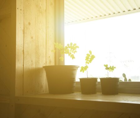 Growing plants on a windowsillの写真素材