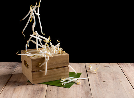 Bean sprouts on wood background,Flying Bean sproutsの写真素材