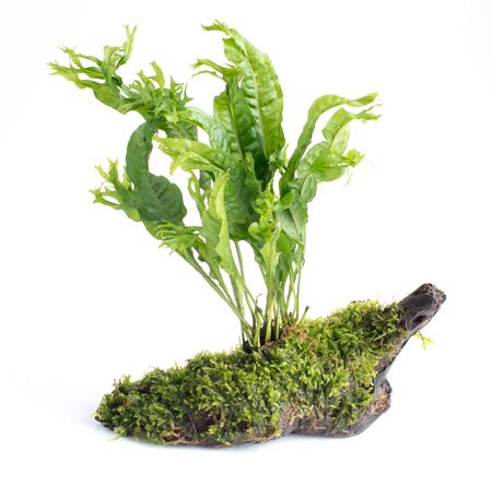 Driftwood with Green leave water plants on white backgroundの写真素材