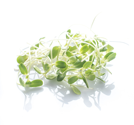 Organic green young sunflower sprouts isolated on white backgroundの写真素材
