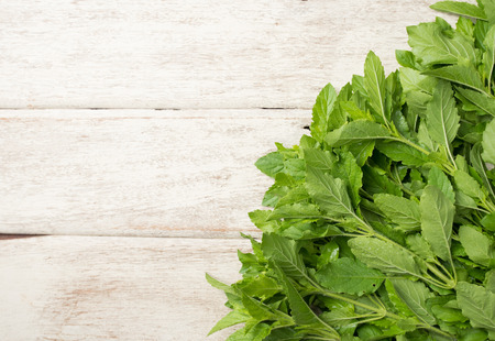 Holy basil leaves on wooden background, Copy space
