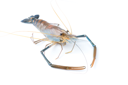 Giant river prawn isolated on white.の写真素材