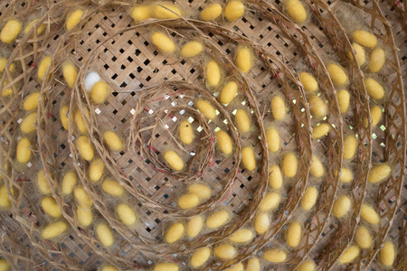 Sericulture  in bamboo basketの写真素材