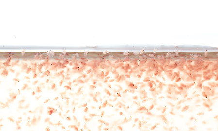 Water flea (Moina macrocopa)  on white backgroundの写真素材