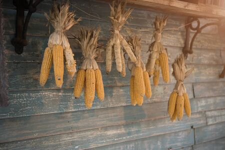 Dry corn hanging on wood wall