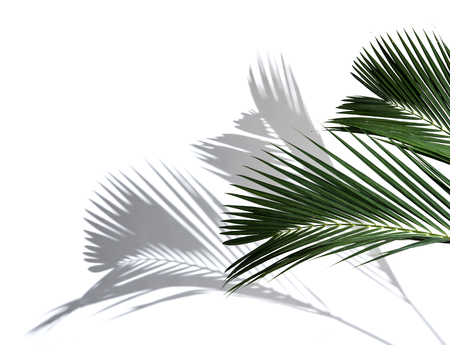 Palm coconut leaves and shadows on a white background.の写真素材