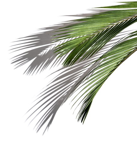 Palm coconut leaves and shadows on a white background.