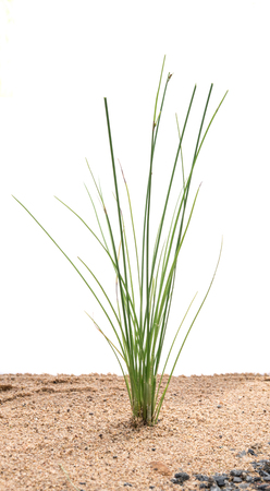 Green grass in sand against white backgroundの写真素材