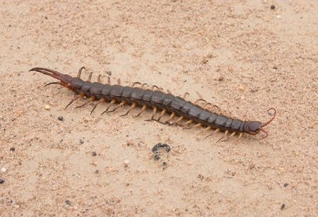 Brown centipede on sand