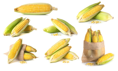 Fresh sweet corn isolated on white backgroundの写真素材