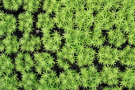 Top view small tree plant in pot textureの写真素材