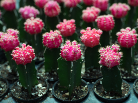 Red flowers cactus beautiful in pot planted in nurseryの写真素材