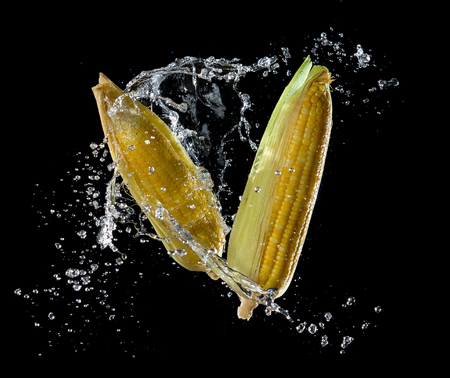 Corn with water splash or explode flying in the air isolated on black backgroundの写真素材