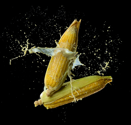 Corn with sweet corn juice (corn milk) splash or explode flying in the air isolated on black の写真素材