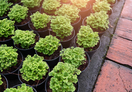 Green plants in pots stand on floorの写真素材