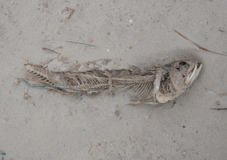 Dead fish on the sand beachの写真素材