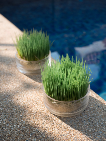 Green grass in transparent potsの写真素材