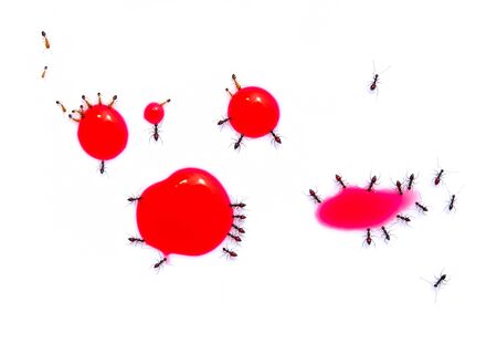Group of ants are eating red sweet water drop on white backgroundの写真素材
