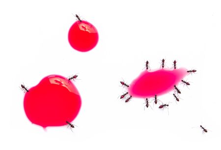 Group of ants are eating red sweet water drop on white backgroundの写真素材