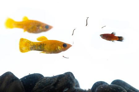 Lyretail molly Poecilia latipinna aquarium fish swimming to eat mosquito larvaeの写真素材