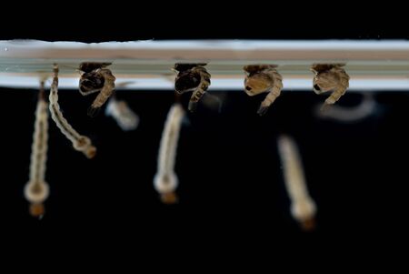 Mosquito larvae in water on black background