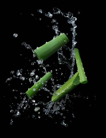 Aloe vera slices with water splash on black backgroundの写真素材