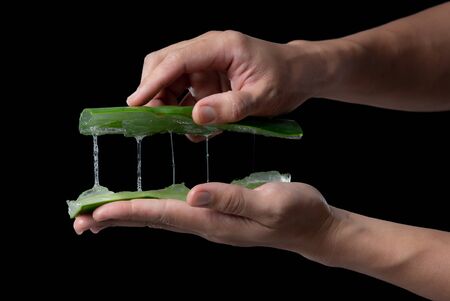 Hand holding aloe vera plant,gel from a leaf of Aloe Vera cactusの写真素材