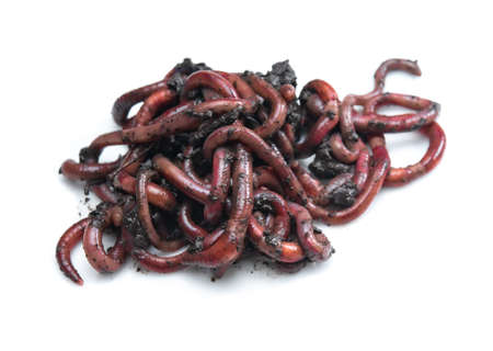 Group of Earthworms (Dendrobena Veneta) in black soil isolation on white background