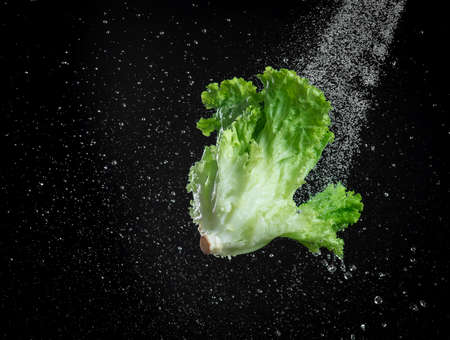 Water pouring to the fresh lettuce leaves isolated on black background,Vegetables are washed