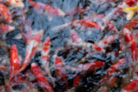 Blurr of colorful carp fish or Koi fish in the pool.の写真素材