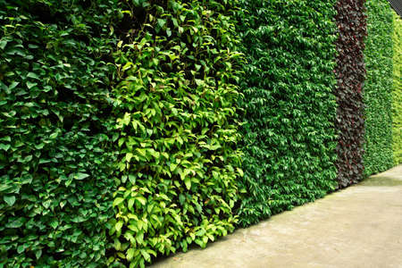 Leaves curtain or tree wall for closeup textured background pattern