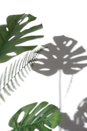 Monstera leaf and fern leaf with shadows on a white wall,Summer background,Blurred abstract...