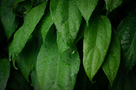 White Trophy Cup on blue backgroundの写真素材