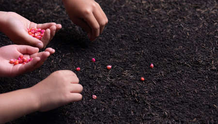 Close-up of hand planting a seed in soil,Corn seeds in dark soil when sownの写真素材
