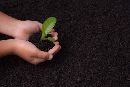 Hands holding and caring a green young plant. Care of the Environment. Ecology conceptの写真素材