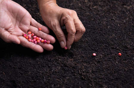 Close-up of hand planting a seed in soil,Corn seeds in dark soil when sownの写真素材