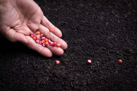 Close-up of hand planting a seed in soil,Corn seeds in dark soil when sownの写真素材