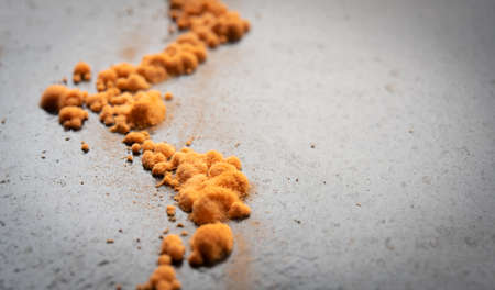 small orange fungi on black woodの写真素材