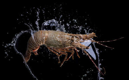 Fresh spiny lobster (Panulirus ornatus) with water splash isolated on white backgroundの写真素材
