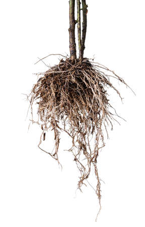 Roots of tree isolated on white backgroundの写真素材