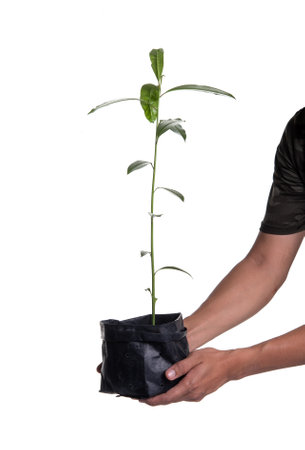 Farmer holding young plant in nursery bag on white backgroundの写真素材