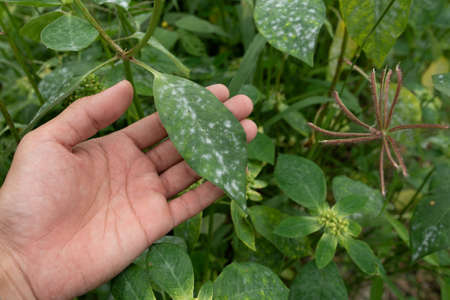White fungus on leaves,Infected plant displays white powdery spots on the leaf. Close up.の写真素材