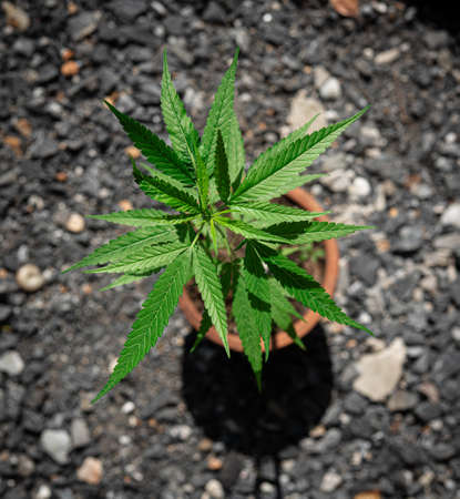 Growing marijuana in the pot, cannabis plantsの写真素材