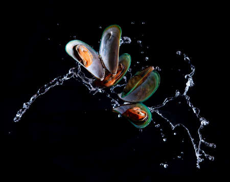 Mussels on the flaps with water splashの写真素材